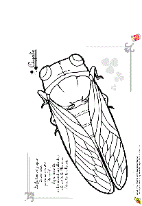 Insectes: Impressions