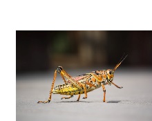 Insectes: Info