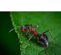 Insectes: scénario pédago