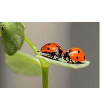Semaine des insectes