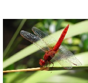 Insectes: Info